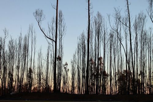 Bosques templados