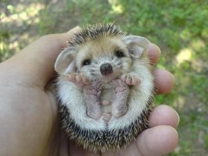 echidna bebe