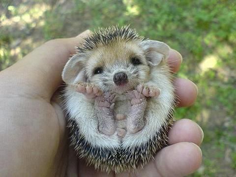 echidna bebe