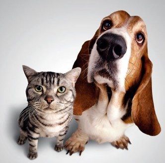 Beneficios de tener una mascota