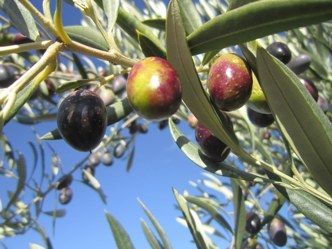 Propiedades anticancerígenas de las hogas del olivo