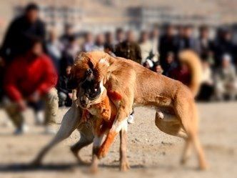 peleas de perros