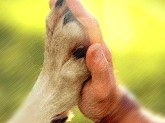 Escoger el perro que mejor te va a tu carácter