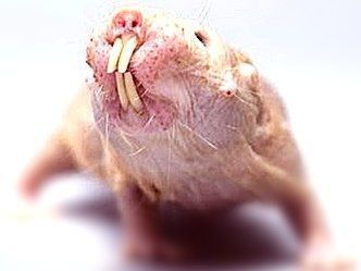 roedor inmune al cáncer