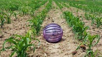 Robot recoge información en campo de cultivo