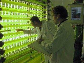 Microalgas para crear biodiésel