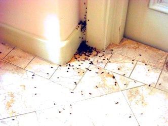 repelente hormigas de casa
