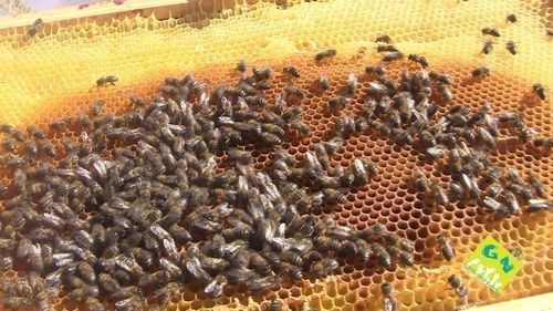Descenso de abejas