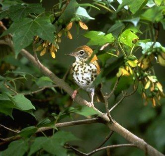 Aves ayudan a los arboles a liberarse de insectos