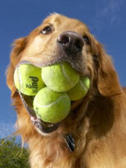 las cosas extraordinarias que pueden hacer los perros