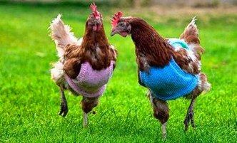 chaquetas para gallinas y pollos