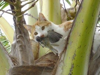 Gato como pájaro