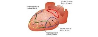 zonas del gusto de la lengua