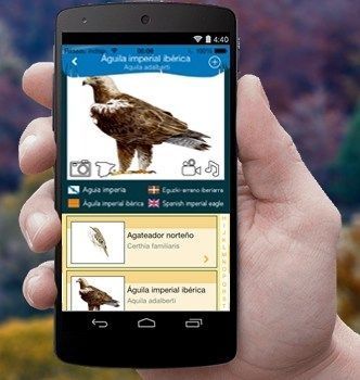 Conocer las aves y pájaros de España