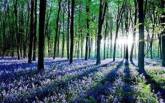 nuevos retos para salvar los bosques