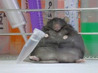 pruebas realizadas con ratones gen de la obesidad