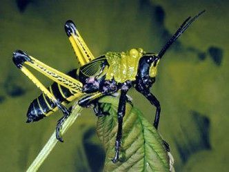 insectos que soportan el fuego