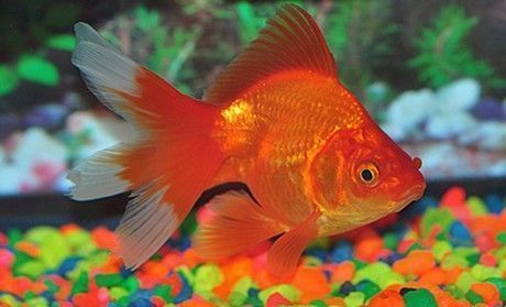 La memoria de los peces dorados