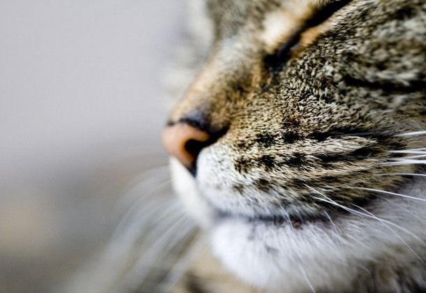 la función de los bigotes de los felinos