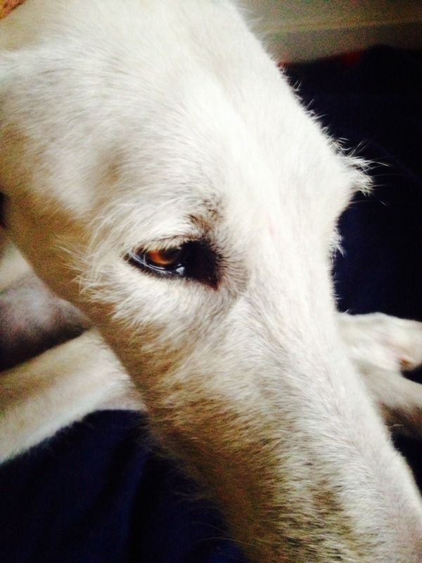 Un galgo que estuvo a punto de ser ahorcado