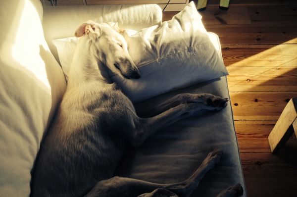 salvar a los galgos