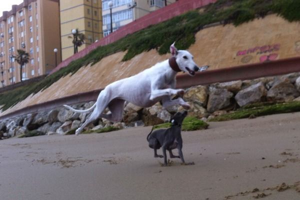 maltrato animal