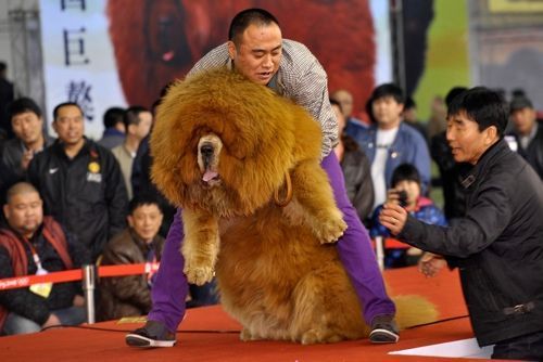 raza de perro más cara del mundo
