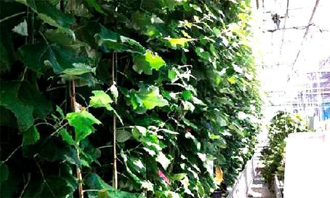 Planta transgénica que proporciona biocosbustibles y papel