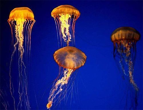 Primera base de datos mundial sobre las medusas