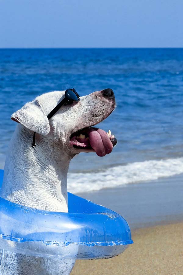 playa-perros