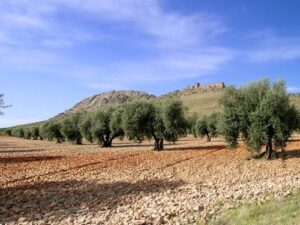 Arboles del olivo