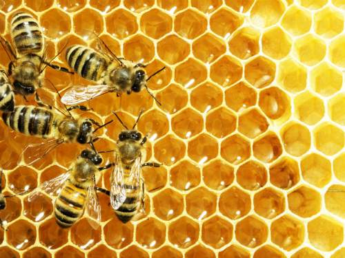 Las abejas pueden ser una solución para el botox