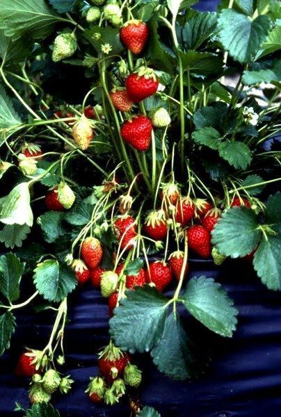 cómo se cultivan las fresas bio