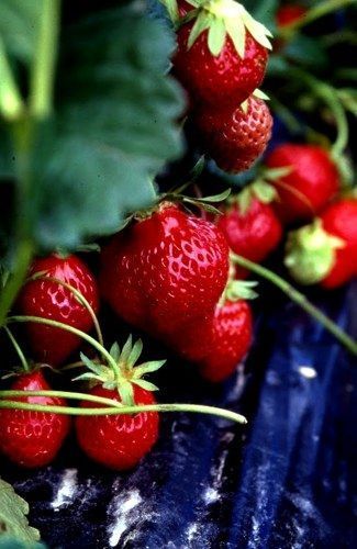 fresas orgánicas