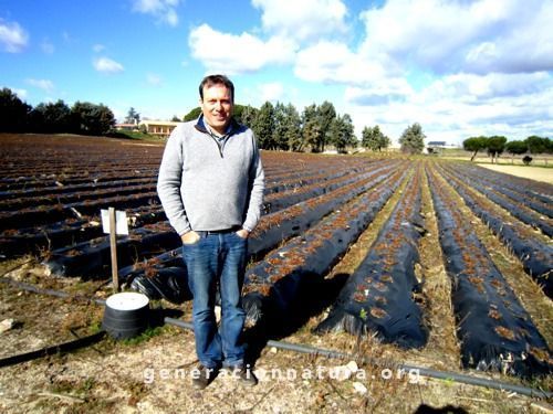 cultivos fresas ecológicas