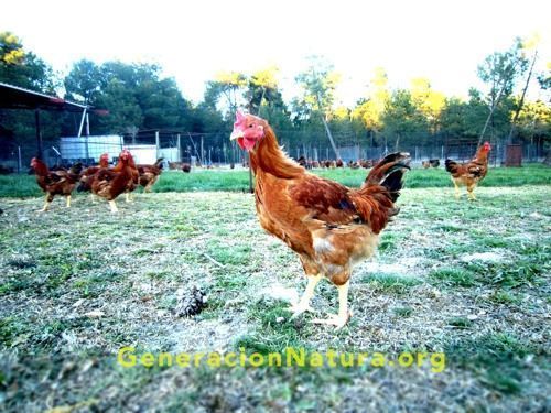Granja de pollos ecológicos Sanchonar