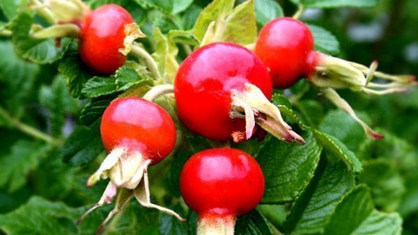 Escaramujo, bebida medicinal ecológica