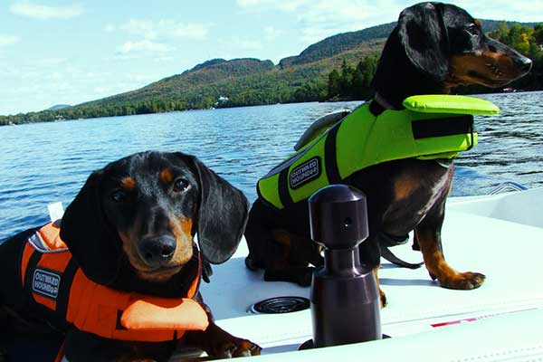 En verano los parásitos como las garrapatas se vuelven más peligrosos para nuestros perros, te enseñamos unos consejos para ayudar a luchar contra ellas.