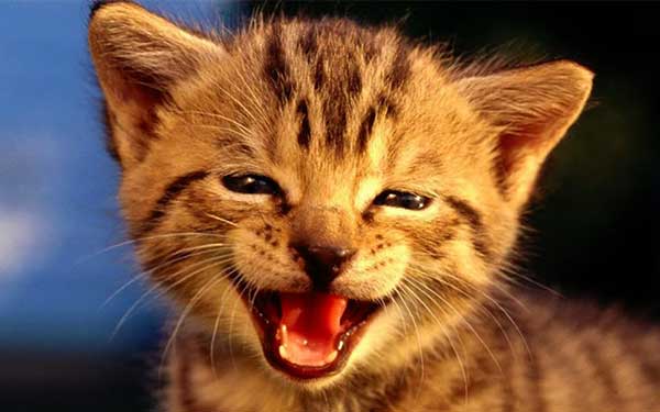 El gato es más feliz dependiendo de la dieta alimenticia que tenga, así reducirá su estrés y su ansiedad y podrá dormir mejor.