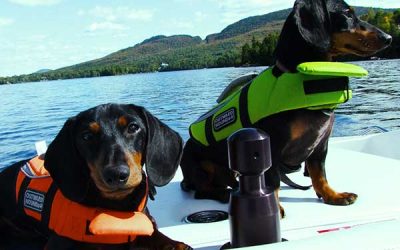 En verano los parásitos como las garrapatas se vuelven más peligrosos para nuestros perros, te enseñamos unos consejos para ayudar a luchar contra ellas.